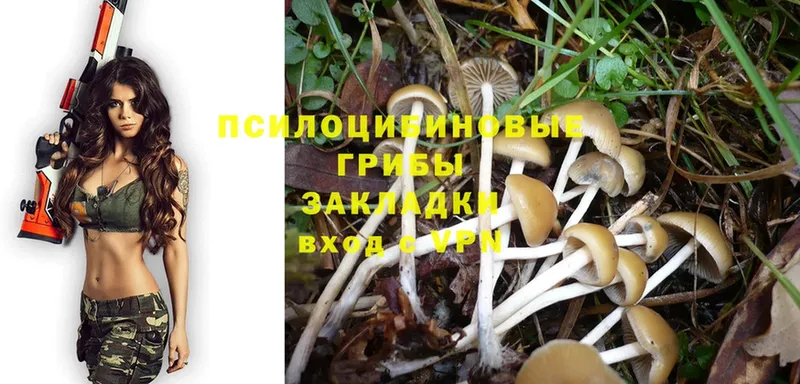 Галлюциногенные грибы Psilocybine cubensis  Дмитриев 